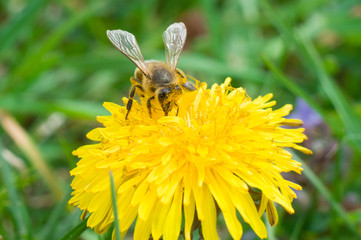 Yellow flower of dandelion and bee macro
