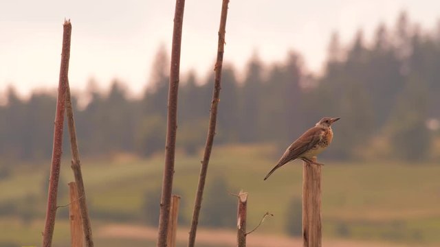 Thrush bird sitting on wooden pile. Robin bird on wooden edge on hills and meadow background. Bird singing early in the morning. Flora and fauna of Carpathian mountain. Rural scene background