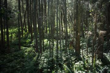 Early morning sunshine through trees in a wetlands forest