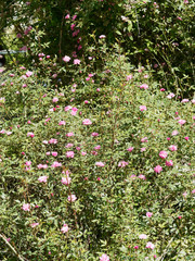 Rosier nain grimpant aux petites fleurs doubles rose pompon de Paris au feuillage gris-vert