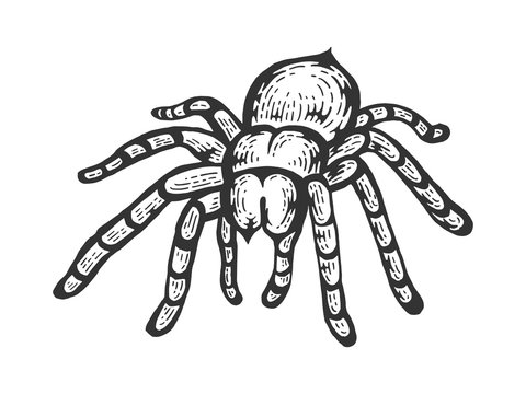 Tarantula Lycosa wolf spider sketch line art engraving vector illustration. Scratch board style imitation. Black and white hand drawn image.
