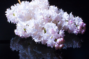 fluffy beautiful lilac on black background. Postcard