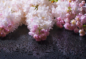 fluffy beautiful lilac on black background. Postcard