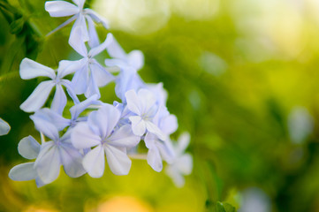 東京都江東区夢の島の薄い紫色のアジサイ