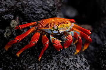 Sally Lightfoot Crab - Galapagos Islands