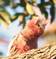 Pink an Grey Galah