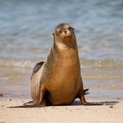 Galapagos Sea Lion "winking" at the camera