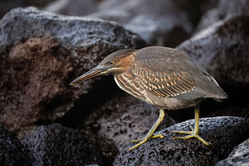 Juvenile Striated Heron stalking its prey