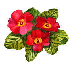 Primula red flower (primrose). Aquarelle (watercolor) botanical drawing. Card