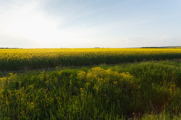 Rapeseed field near the meadow at sunset