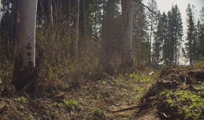 Forest felling in spring. Save nature concept