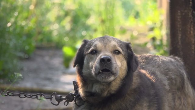 domestic dog barks and howls tied on a chain.