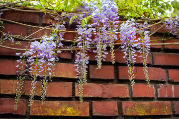 Fototapeta na wymiar Beautiful blooming wisteria branches with purple flowers, covering old brick wall. Spring nature.