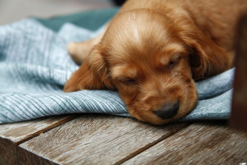 dog lying on the floor puppy sleeping