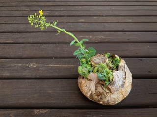Old rotten cabbage loaf with young flowering sprout