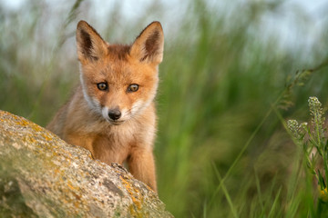 Naklejka na ściany i meble Baby Fox. Young red Fox in grass near his hole