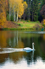 Swan on  lake in  autumn park.