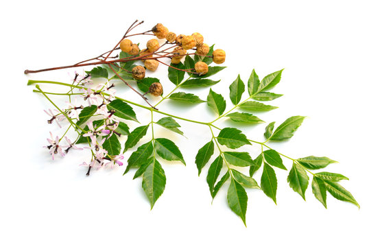 Melia azedarach, chinaberry tree, Pride of India, bead-tree, Cape lilac, syringa berrytree, Persian lilac