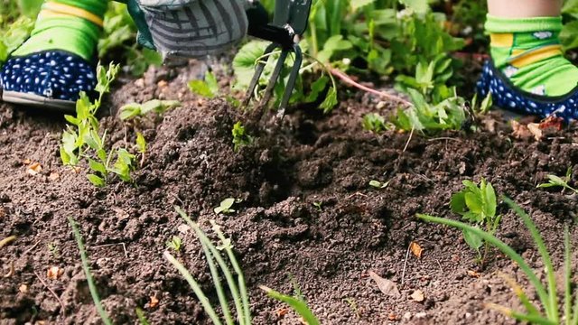 Weeding soil in the garden. Garden works, weeding of the ground by rakes from weeds