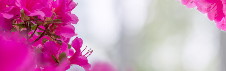 Fototapeta na wymiar Closeup of Cherry blossom
