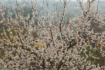 cherry blossom in the village. spring landscape, the revival of nature. white flowers on a fruit tree