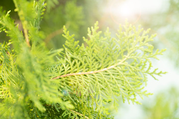 Pine trees of green leaves