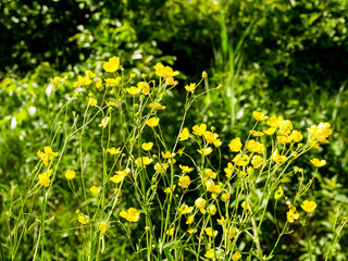 Boutons d'or jaunes en fleur dans un champ