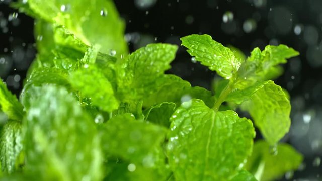 Super Slow Motion Shot of Water Drops Falling on Fresh Mint at 1000fps.