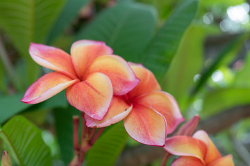 Frangipani Flower Or Leelawadee