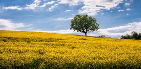 Baum im Feld