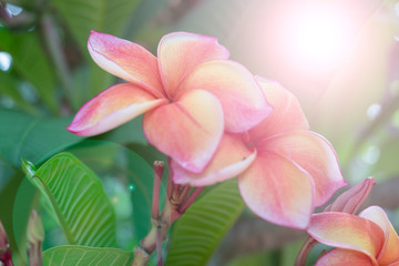 Beautiful frangipani flowers on a blurred background