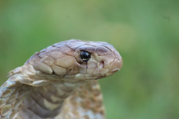 closeup of a snake