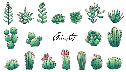 Big set et of elements with hand drawn colored cacti and succulents © EnyaLis