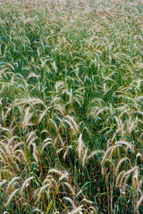 Fototapeta na wymiar Wheat field on a sunny spring day
