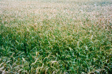 Wheat field on a sunny spring day