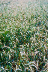 Wheat field on a sunny spring day