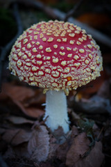 red fly agaric mushroom
