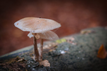 mushroom in the forest