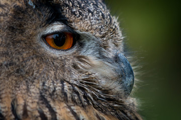 portrait of an owl