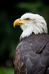 portrait of an eagle