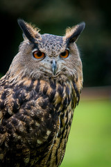 great horned owl portrait