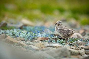 Larus canus. Norway's wildlife. Beautiful picture. From the life of birds. Free nature. Runde Island in Norway. Scandinavian wildlife. North of Europe. Picture. Seashore. A wonderful shot of wild natu