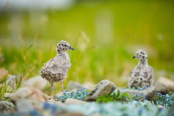 Larus canus. Norway's wildlife. Beautiful picture. From the life of birds. Free nature. Runde Island in Norway. Scandinavian wildlife. North of Europe. Picture. Seashore. A wonderful shot of wild natu