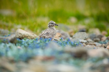 Larus canus. Norway's wildlife. Beautiful picture. From the life of birds. Free nature. Runde Island in Norway. Scandinavian wildlife. North of Europe. Picture. Seashore. A wonderful shot of wild natu