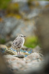 Larus canus. Norway's wildlife. Beautiful picture. From the life of birds. Free nature. Runde Island in Norway. Scandinavian wildlife. North of Europe. Picture. Seashore. A wonderful shot of wild natu