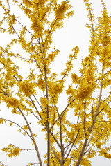 Forsythia bloom in the village after rain close-up. spring landscape, the revival of nature. yellow flowers on the olive tree
