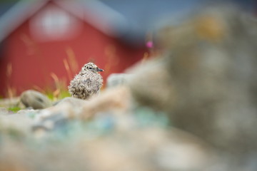 Larus canus. Norway's wildlife. Beautiful picture. From the life of birds. Free nature. Runde Island in Norway. Scandinavian wildlife. North of Europe. Picture. Seashore. A wonderful shot of wild natu