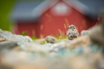 Larus canus. Norway's wildlife. Beautiful picture. From the life of birds. Free nature. Runde Island in Norway. Scandinavian wildlife. North of Europe. Picture. Seashore. A wonderful shot of wild natu