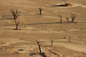 Dead Vley trees, in the Namib-Nacluft National Park in Namibia.