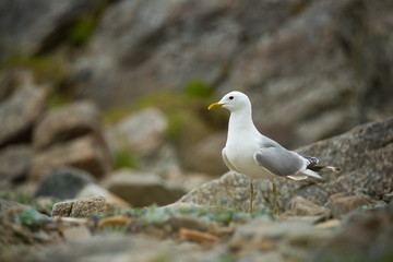 Larus canus. Norway's wildlife. Beautiful picture. From the life of birds. Free nature. Runde Island in Norway. Scandinavian wildlife. North of Europe. Picture. Seashore. A wonderful shot of wild natu